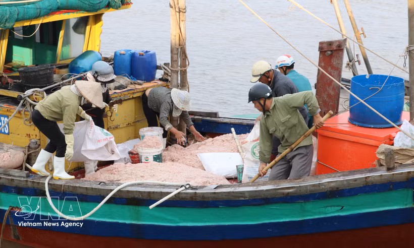 Un barco pesquero faenando cerca de la costa en la comuna de Giao Ninh, provincia de Ninh Binh. Foto: VNA
