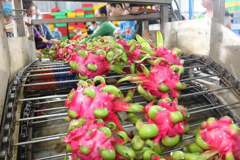 Procesamiento de pitahaya para exportación (Foto: VNA)