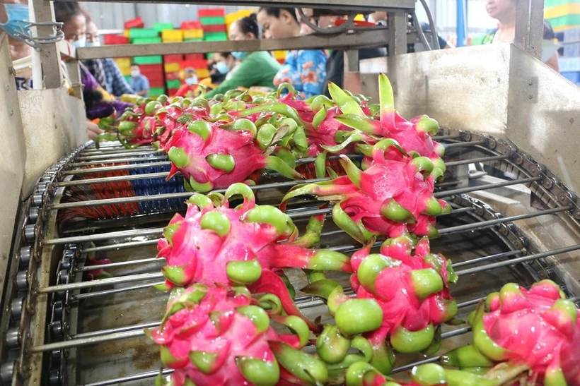 Procesamiento de pitahaya para exportación (Foto: VNA)