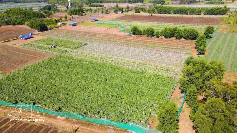 El modelo de cultivo de hortalizas conforme a las normas VietGAP, implementado por los agricultores de la comuna de An Phu, provincia de Quang Ngai, ha demostrado ser altamente eficaz. Foto: VNA