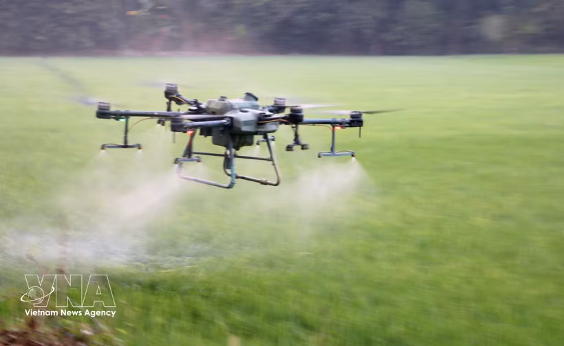 Agricultores de la provincia de An Giang utilizan drones para fumigar con pesticidas, ahorrando así costes, esfuerzo y tiempo. Foto: VNA.