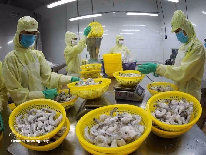 Procesamiento de camarones congelados para exportación en la fábrica del Grupo Minh Phu en la provincia de Hau Giang. Foto: VNA.
