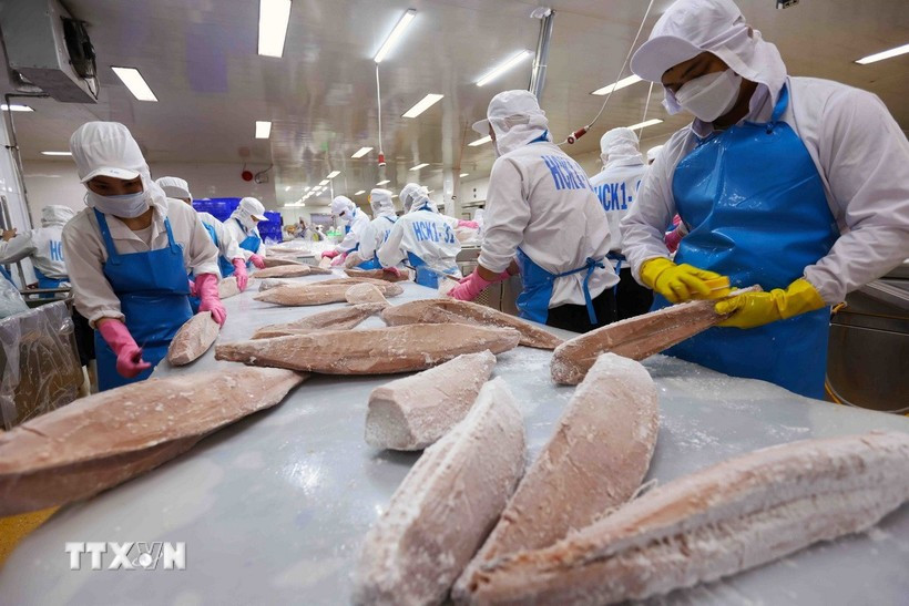 Procesamiento de productos de atún oceánico para exportación. (Foto: VNA)