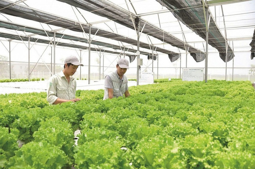 Las inversiones extranjeras directas (IED) son muy importantes. Foto: thoibaotaichinhvietnam.vn 