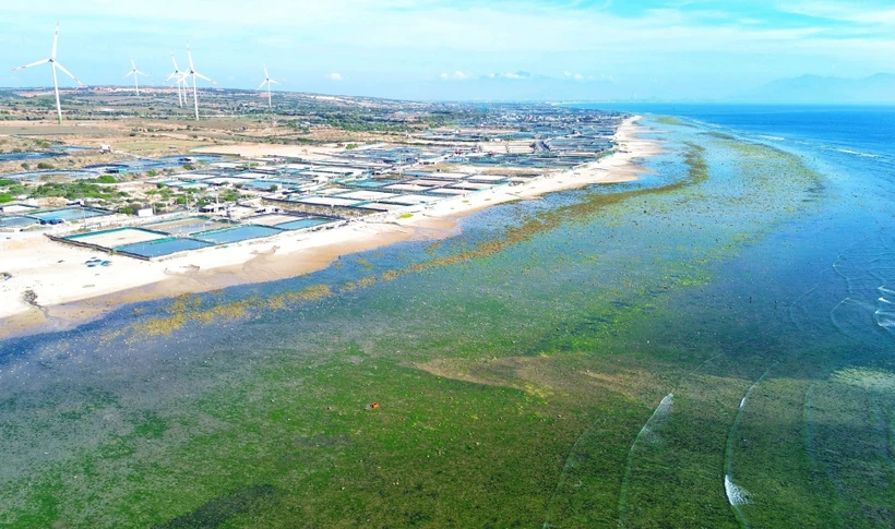 El distrito de Thuan Nam, provincia de Ninh Thuan, fue elegido como sede para la construcción de la central nuclear Ninh Thuan 1. (Foto: VNA)