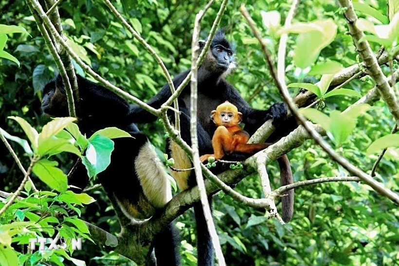 El langur de Delacour, también conocido como langur de patas blancas, se considera un tesoro mundial y se encuentra entre las 25 especies más amenazadas del mundo. (Foto: FFI)