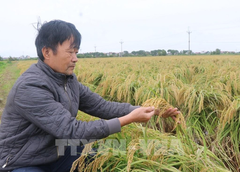 En 2020, el Departamento de Propiedad Intelectual otorgó a "Arroz Pegajoso de Terciopelo Tam Son" en Bac Ninh el Certificado de Registro de Marca Colectiva. En 2023, "Arroz Pegajoso de Terciopelo Tam Son" recibió la certificación de producto OCOP de 3 estrellas. Foto: VNA