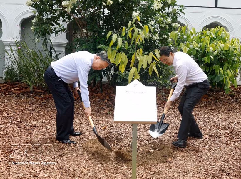 El secretario general del Partido Comunista y presidente de Vietnam, To Lam, y el primer ministro singapurense, Lawrence Wong, llevan a cabo un acto simbólico de plantación de árboles en el Jardín Botánico de Singapur (Fuente: VNA)