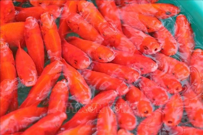 Según la creencia, las carpas rojas ayudarán a los Ong Cong - Ong Tao para llegar al cielo (Fuente: VNA)