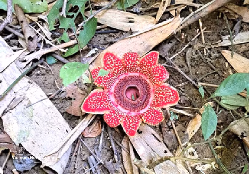 El Parque Nacional Phong Nha - Ke Bang registra recientemente la presencia de la rara planta Sapria himalayana (Fuente: VNA)