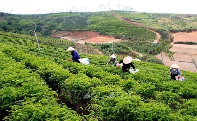 Actualmente, Lam Dong es la principal región productora de té de Vietnam (Fuente: VNA)