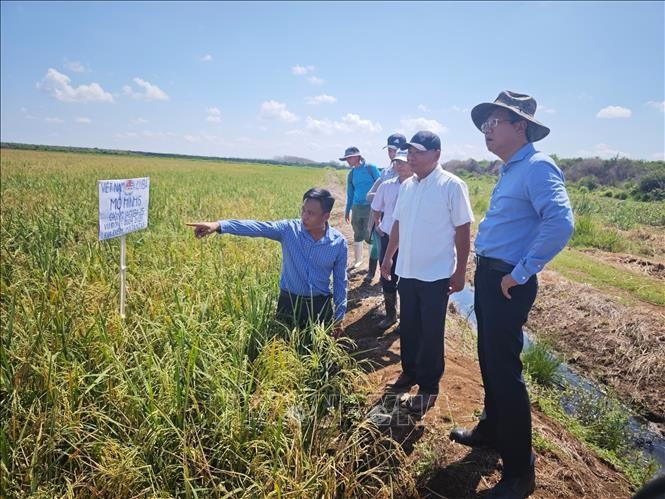 Durante su visita de trabajo a la provincia de Matanzas, el Embajador de Vietnam en Cuba, Le Quang Long, visita el Proyecto de Cooperación Vietnam-Cuba para el Desarrollo de la Producción de Arroz en el distrito de Calimete (Fuente: VNA)