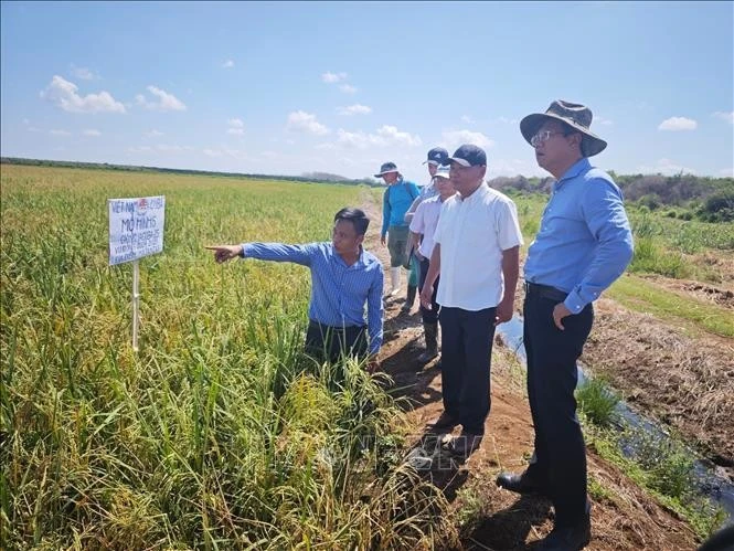 Durante su visita de trabajo a la provincia de Matanzas, el Embajador de Vietnam en Cuba, Le Quang Long, visita el Proyecto de Cooperación Vietnam-Cuba para el Desarrollo de la Producción de Arroz en el distrito de Calimete (Fuente: VNA)