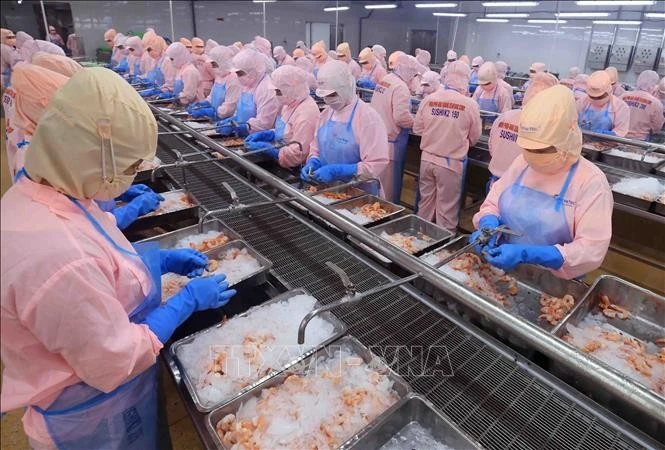 En una planta procesadora de camarones vietnamitas (Foto: VNA)