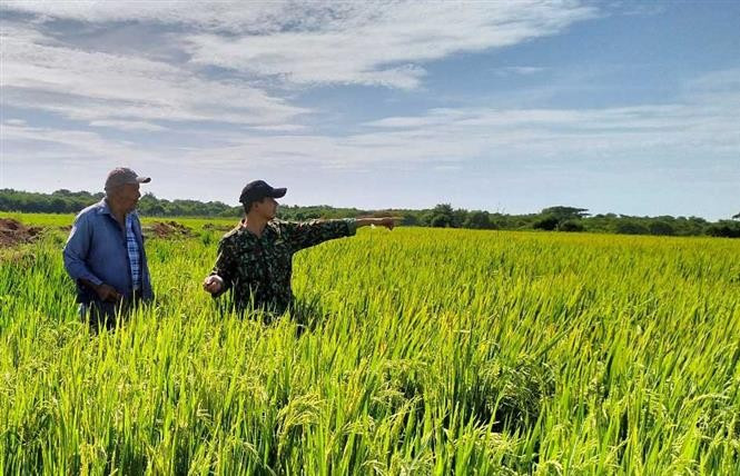 En un campo del Proyecto de Cooperación Vietnam-Cuba para el Desarrollo Arrocero (Fuente: VNA)