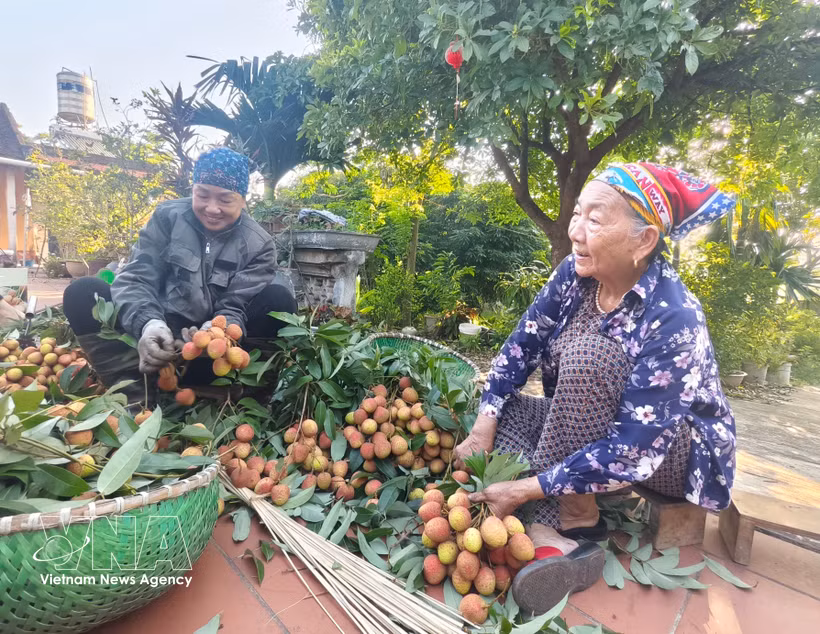 Agricultores de la provincia de Bac Ninh cosechan lichis. Foto: VNA