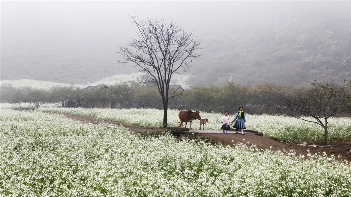 Moc Chau - Pradera primaveral entre nubes del noroeste de Vietnam 