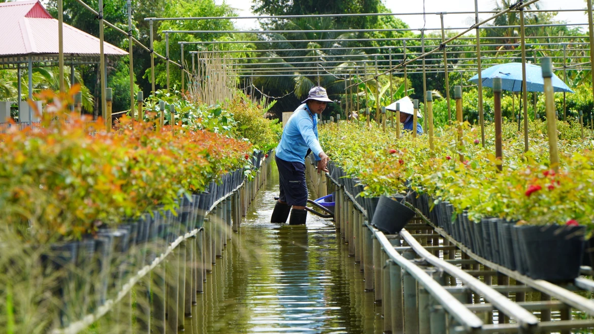 Cultivo de flores en espalderas: Tradición de la aldea Sa Dec