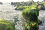 Fenómeno natural tiñe de verde la playa Co Thach-Binh Thanh