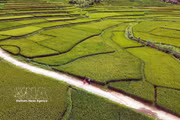 Arrozales en terrazas de la provincia de Son La deslumbran con su belleza