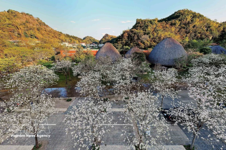 En el recinto del restaurante Suoi Hen Vuon Dao, las flores de ban muestran una blancura inmaculada, creando un escenario romántico y poético. Foto: VNA