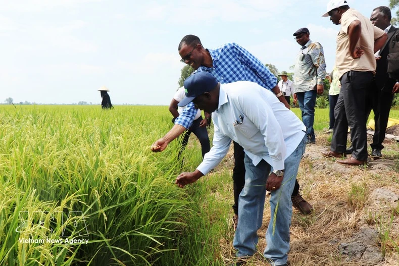 El ministro de Agricultura de Zambia, Reuben Mtolo Phiri (primero a la izquierda), conoce la variedad de arroz OM19 cultivada en la cooperativa Tien Thuan en la comuna de Thanh Quoi, ciudad de Can Tho. (Foto: VNA)