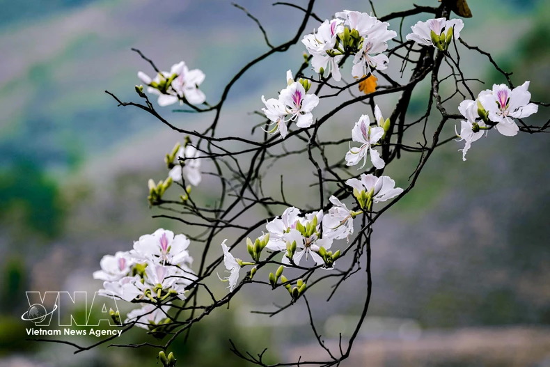 La belleza pura y delicada de la flor de ban. Foto: VNA