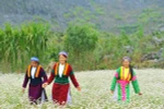 Interesados visitantes en festival de flores de alforfón en provincia de Vietnam