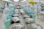 Pronostican positivo desarrollo de exportación de camarones vietnamitas