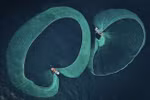 Fotógrafo vietnamita gana el premio sobre conservación marina 2022