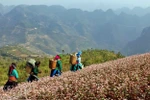 Alfombras de flores de alforfón cubren meseta rocosa Dong Van 