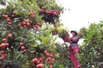 Llega a Japón el primer lote de lichi fresco de Vietnam