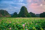 Anuncian marca de certificación “Loto de Hoa Lu-Ninh Binh” 