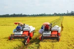 Vietnam se fija el objetivo de tener un millón de hectáreas de arroz de alta calidad y bajas emisiones para 2030. (Fuente: vneconomy.vn)