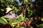Café, un rubro con valor de exportación superior a mil millón de dólares (Fuente: VNA)