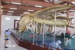 Dos esqueletos de ballena más grandes de Vietnam en isla Ly Son