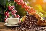 Exportaciones de café de Vietnam aumentan 33,2% en primer semestre