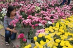 Se aproxima mayor festival de rosas en Vietnam