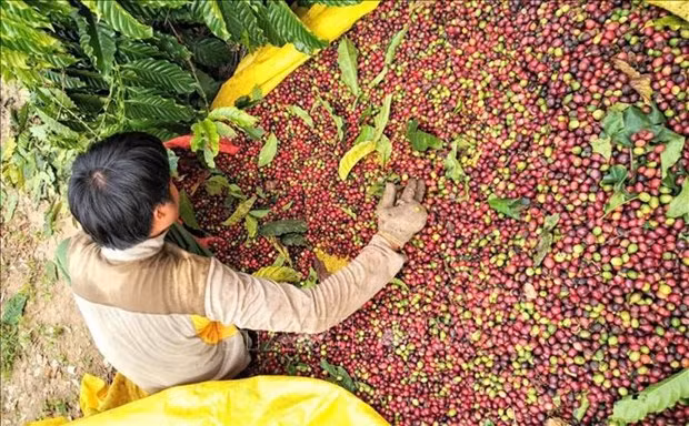Café vietnamita conquista a los consumidores japoneses ảnh 1