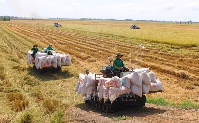 Debaten en Vietnam garantía de seguridad alimentaria ảnh 1
