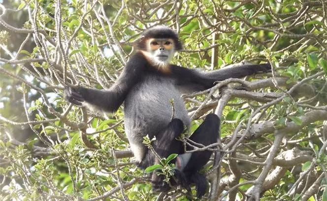 Conservan poblaciones de douc de patas negras en provincia vietnamita ảnh 1