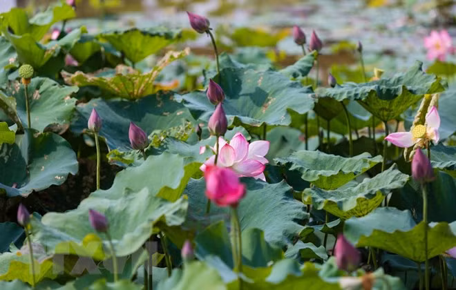 Etnia minoritaria de Cham impulsa ecoturismo desde cultivo de lotos ảnh 1