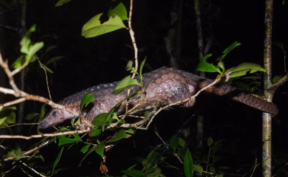 Parque Nacional Cuc Phuong recibe dos animales en el Libro Rojo de Vietnam ảnh 1