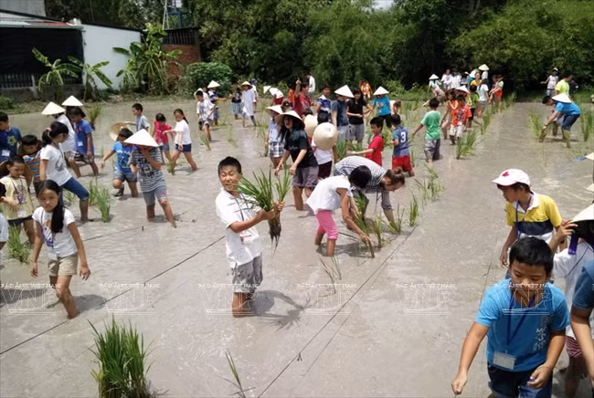 Visitantes extranjeros aprenden a ser agricultores vietnamitas ảnh 3