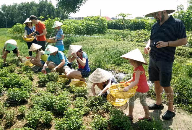 Visitantes extranjeros aprenden a ser agricultores vietnamitas ảnh 6
