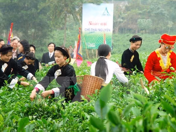 Arte del té de Vietnam armoniza con culturas de ASEAN ảnh 2