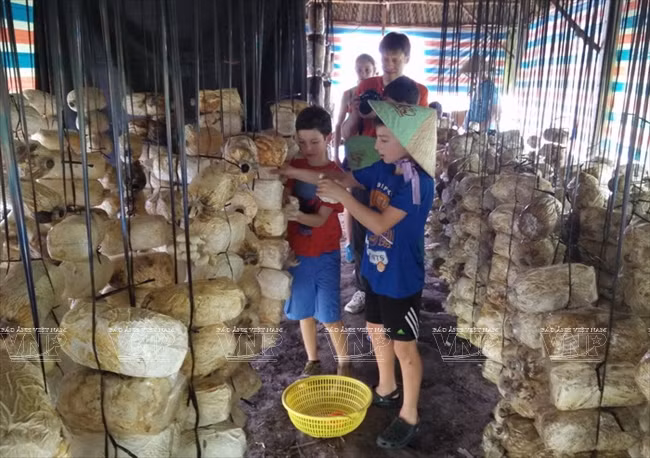 Visitantes extranjeros aprenden a ser agricultores vietnamitas ảnh 5