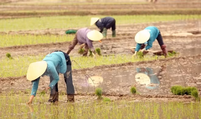 Asistencia canadiense al desarrollo de economía agrícola de Vietnam ảnh 1 Asistencia canadiense al desarrollo de economía agrícola de Vietnam ảnh 1