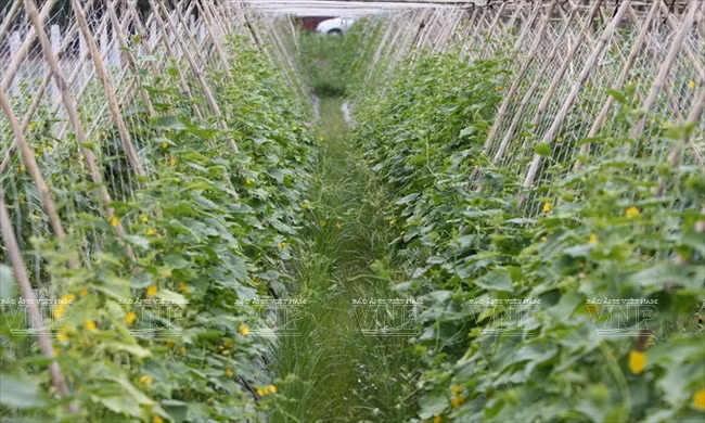 Visitantes extranjeros aprenden a ser agricultores vietnamitas ảnh 1