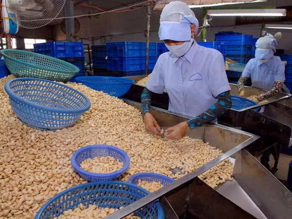 Exportaciones vietnamitas de anacardo lograrán dos mil 500 millones USD ảnh 1